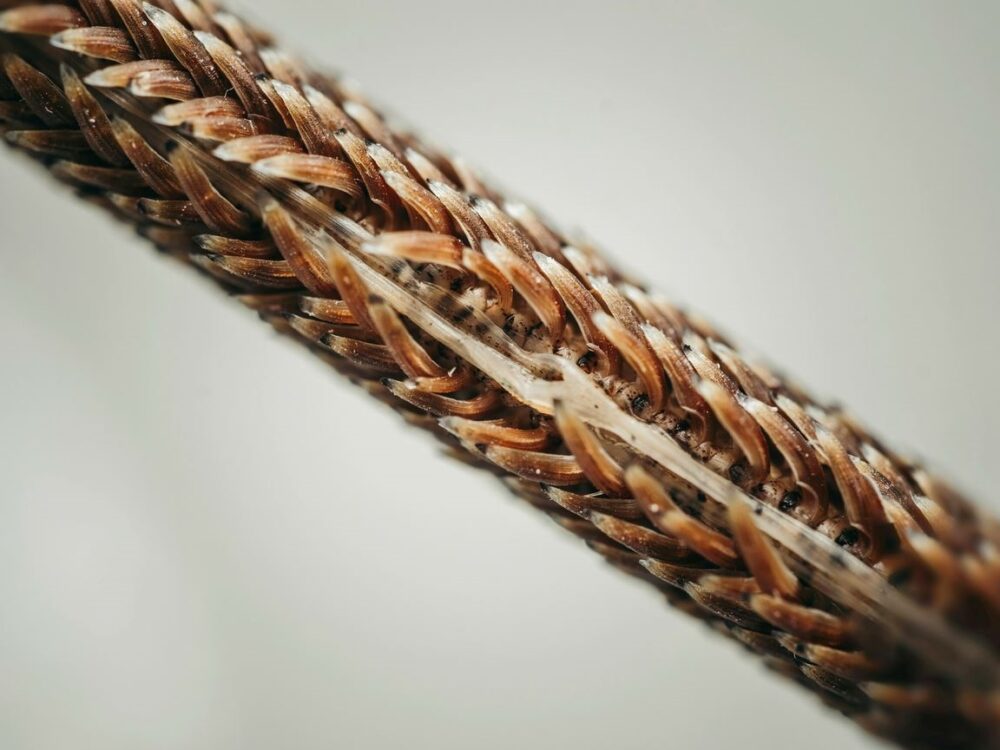łodyga włosa i cebulka